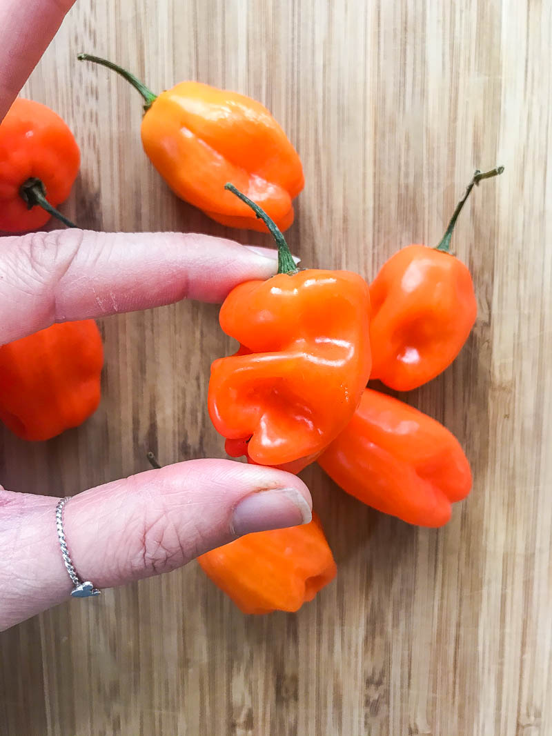 Habanero Hot Sauce Recipe {With Video!} Life's Ambrosia Habanero Hot Sauce Recipe {With Video!} Life's Ambrosia
